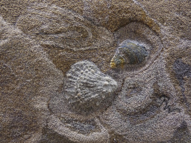 Renate Wilde - Pequeño pedazo de playa - Detail_R